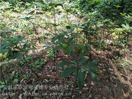 福建福州莆田野三七七叶一枝花种植环境市场前景行情价格咨询新闻