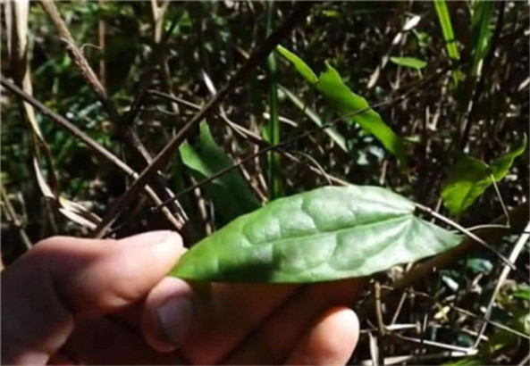 张家界株洲湘西金果榄竹节参冰球子如何种植高产栽培经验制造厂家新闻