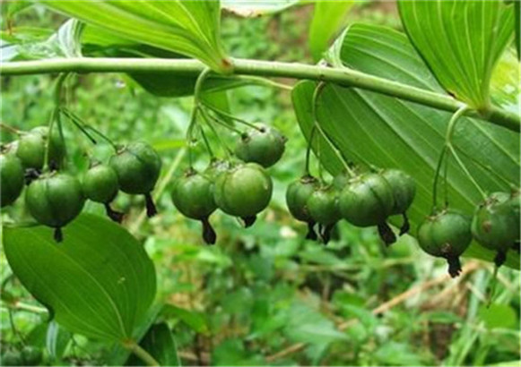 泰州苏州常州百部天冬半夏黄精种植经济效益怎么样新闻