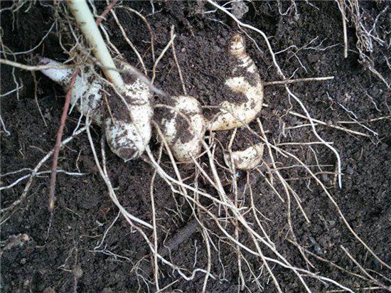 广西南宁柳州百部天冬半夏黄精基地种植后怎么管理家乡品质高新闻