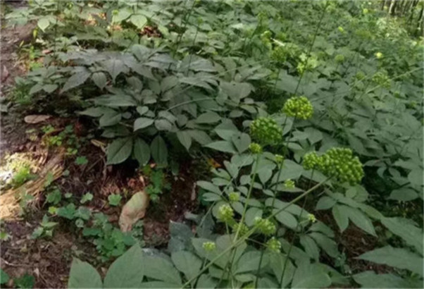 江门湛江茂名野三七七叶一枝花种植技术哪里可以学习守合同重信用企业新闻