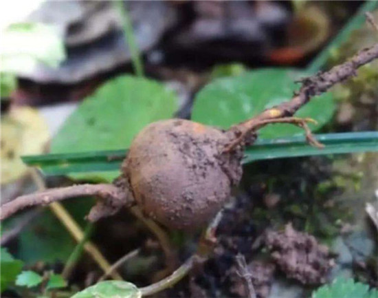 黄山阜阳蚌埠金果榄竹节参冰球子哪有种子种苗出售