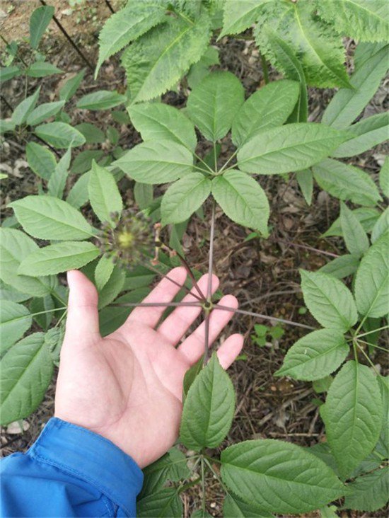 衢州舟山野三七七叶一枝花如何种植高产栽培经验