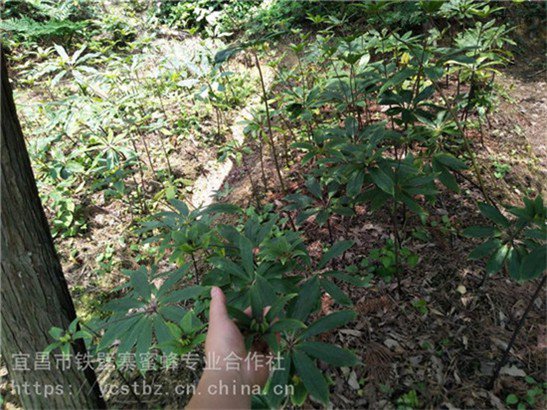 广东深圳珠海野三七七叶一枝花如何种植高产栽培经验