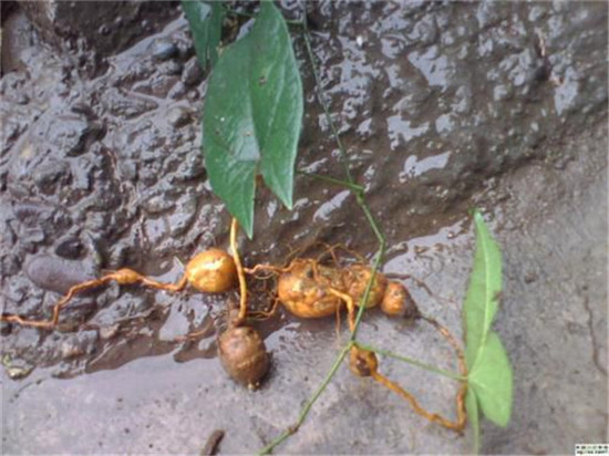 扬州盐城南通金果榄竹节参冰球子种植经济效益怎么样