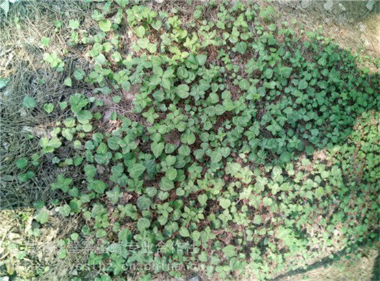 阿克苏阜康市野三七七叶一枝花种植经济效益怎么样