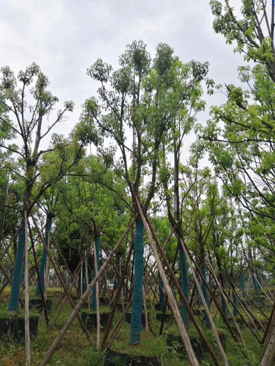 湖北香樟树-荆门京山香樟基地