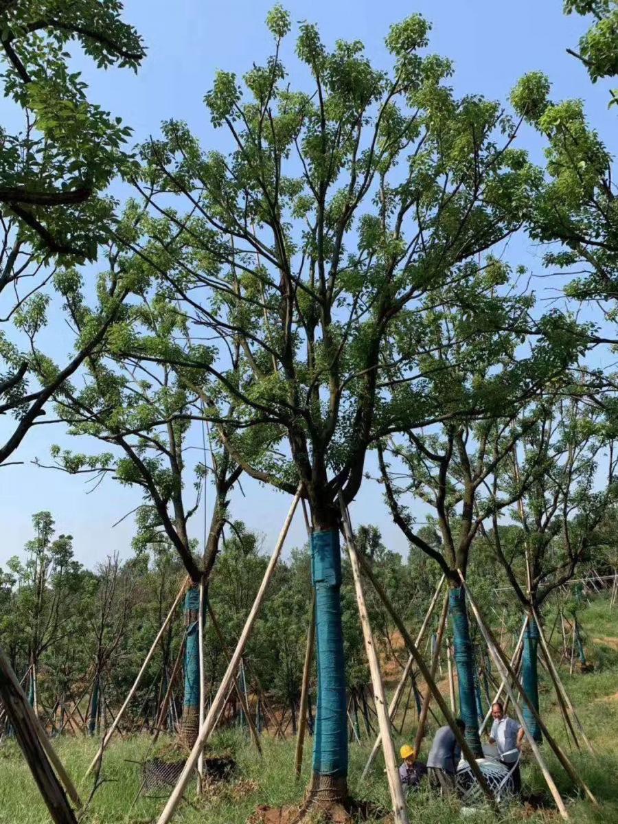 荆州香樟-全冠容器香樟-湖北荆门价格