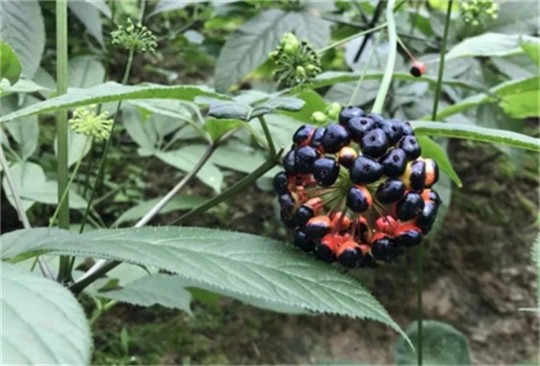 江西南昌上饶野三七七叶一枝花种植经济效益怎么样