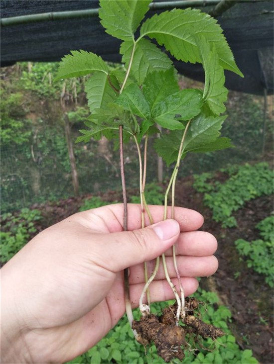 忠县彭水开县野三七七叶一枝花种植环境市场前景施工方案说明新闻