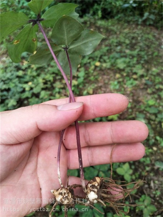 玉溪通海普洱思茅野三七七叶一枝花如何种植高产栽培经验欢迎光临新闻