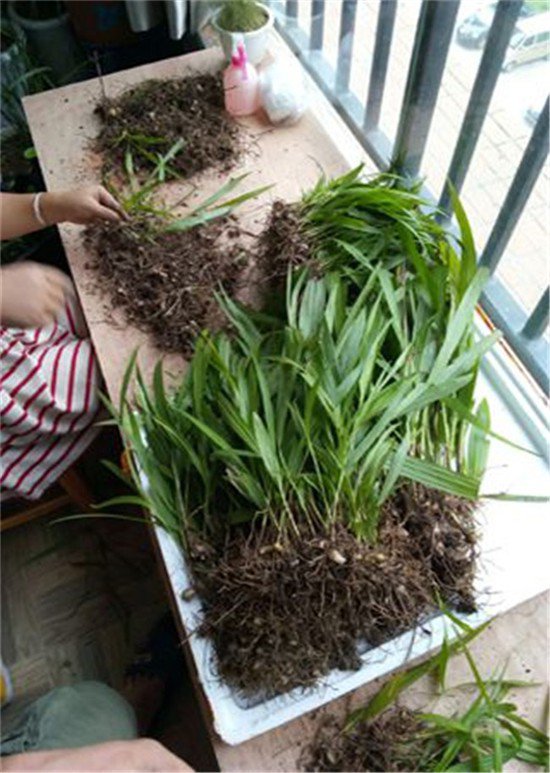 宿州六安亳州天麻白芨重楼八角莲种植环境市场前景新闻