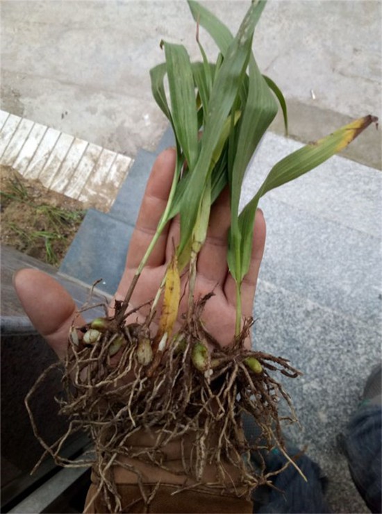 九江景德镇萍乡天麻白芨重楼八角莲基地种植后怎么管理制造合同新闻