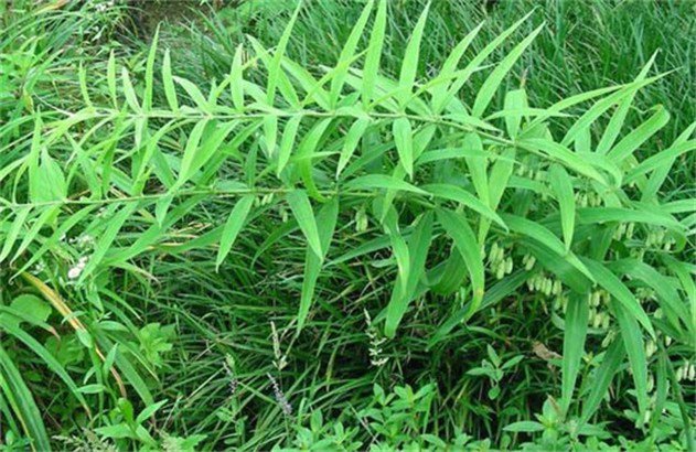 宿州六安亳州百部天冬半夏黄精基地种植后怎么管理厂家实体新闻