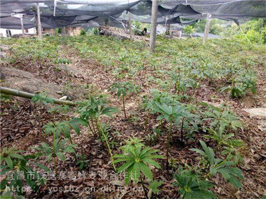 济宁菏泽泰安野三七七叶一枝花种植环境市场前景