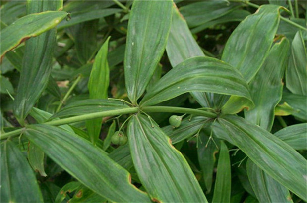 温州绍兴湖州百部天冬半夏黄精种植经济效益怎么样新闻