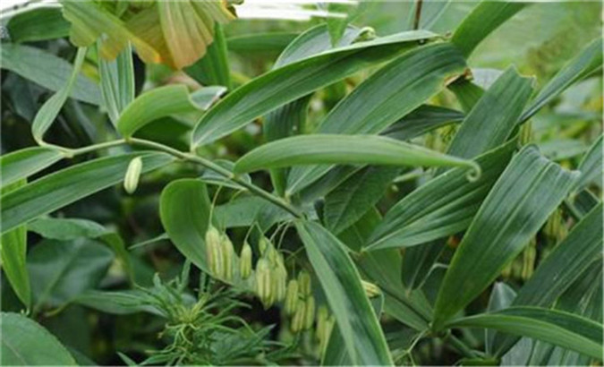 湖北武汉荆州百部天冬半夏黄精基地种植后怎么管理资质齐全新闻