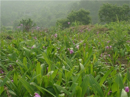 营口阜新辽阳天麻白芨重楼八角莲种植技术哪里可以学习新闻