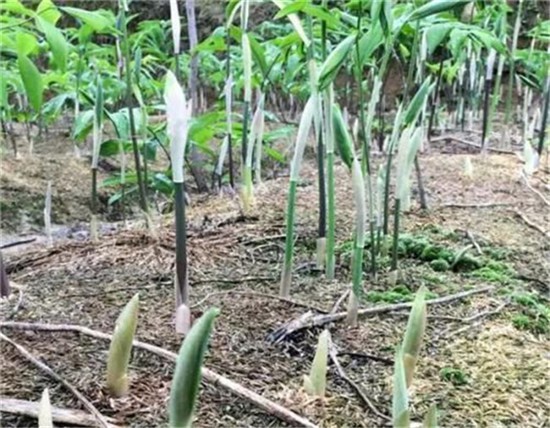 吉林长春梅河口百部天冬半夏黄精种植经济效益怎么样新闻