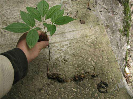 西双版纳景洪楚雄野三七七叶一枝花如何种植高产栽培经验