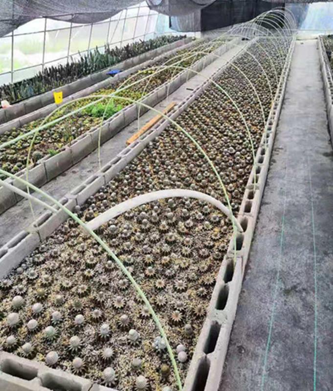 质优价廉6mm玻璃纤维棒 西瓜保温棚花棚 新型花卉蔬菜育苗棚