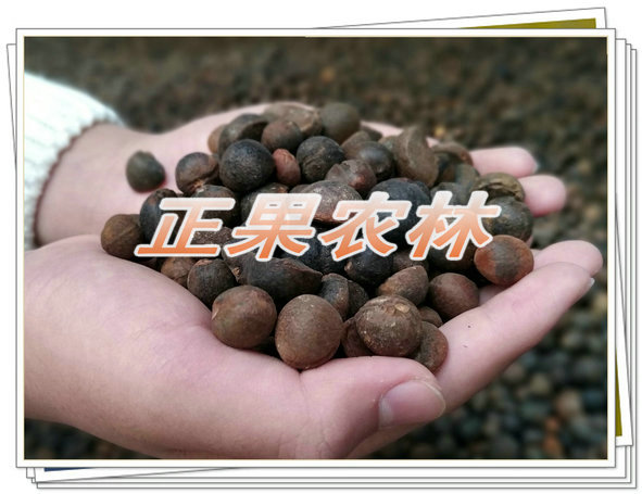 供应广西油茶籽