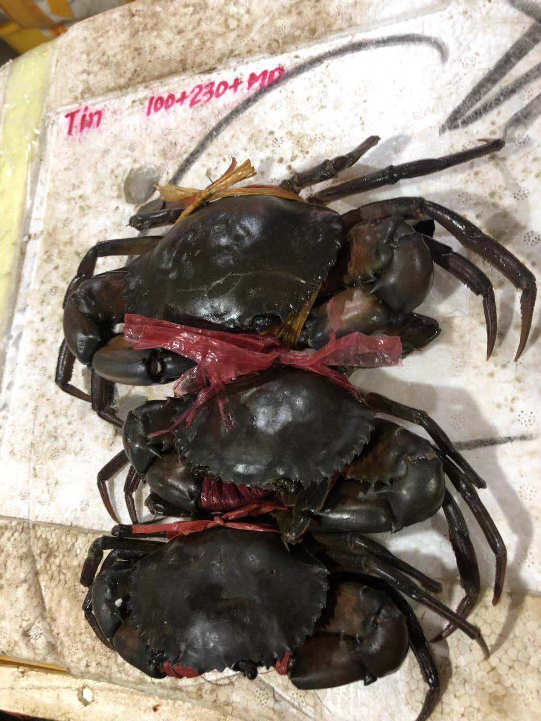 湖南缅甸螃蟹报价价格 长沙缅甸螃蟹多少钱 缅甸螃蟹批发价格
