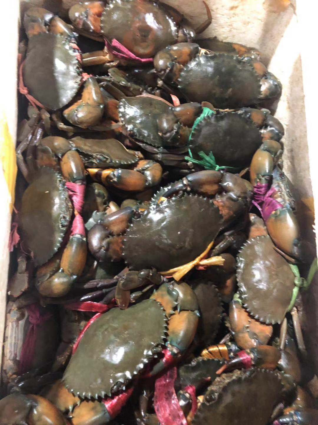 上海缅甸螃蟹报价价格 上海缅甸螃蟹多少钱 缅甸螃蟹批发价格