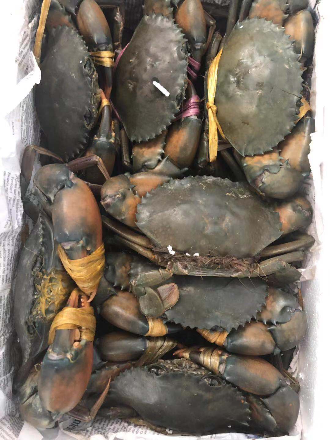 广东缅甸螃蟹多少钱一斤 广州缅甸螃蟹价格 缅甸螃蟹批发