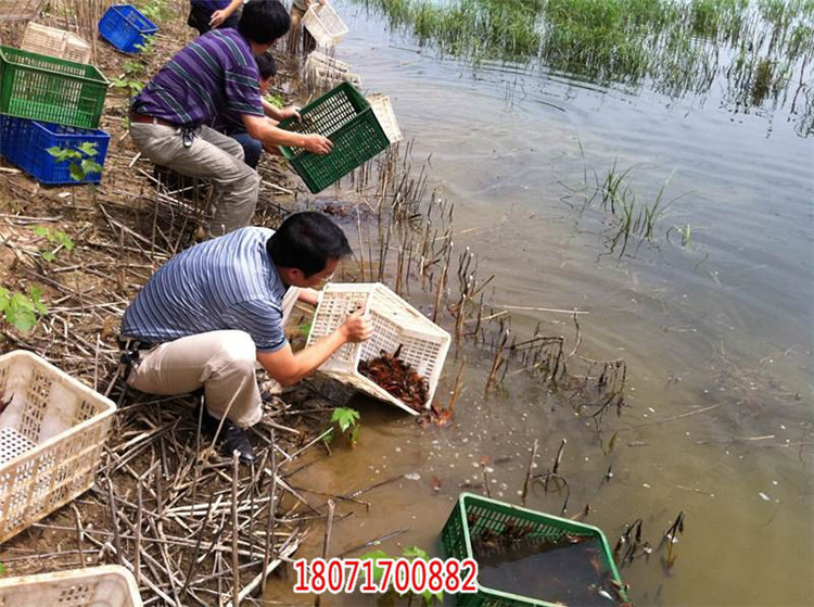 农科益丰小龙虾养殖效益分析，小龙虾养殖技术培训