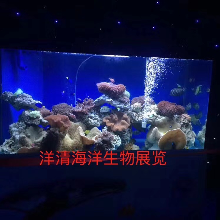 广州私房菜海鲜池-海鲜池批发-洋清水族海鲜池公司