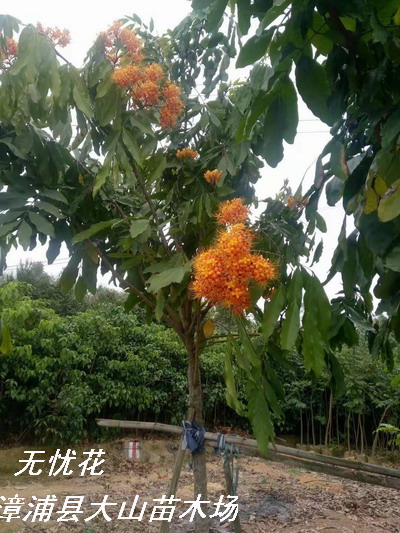 无忧花开花