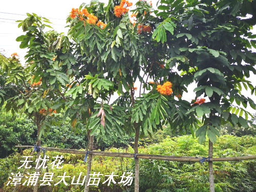 无忧花(大袋容器苗)