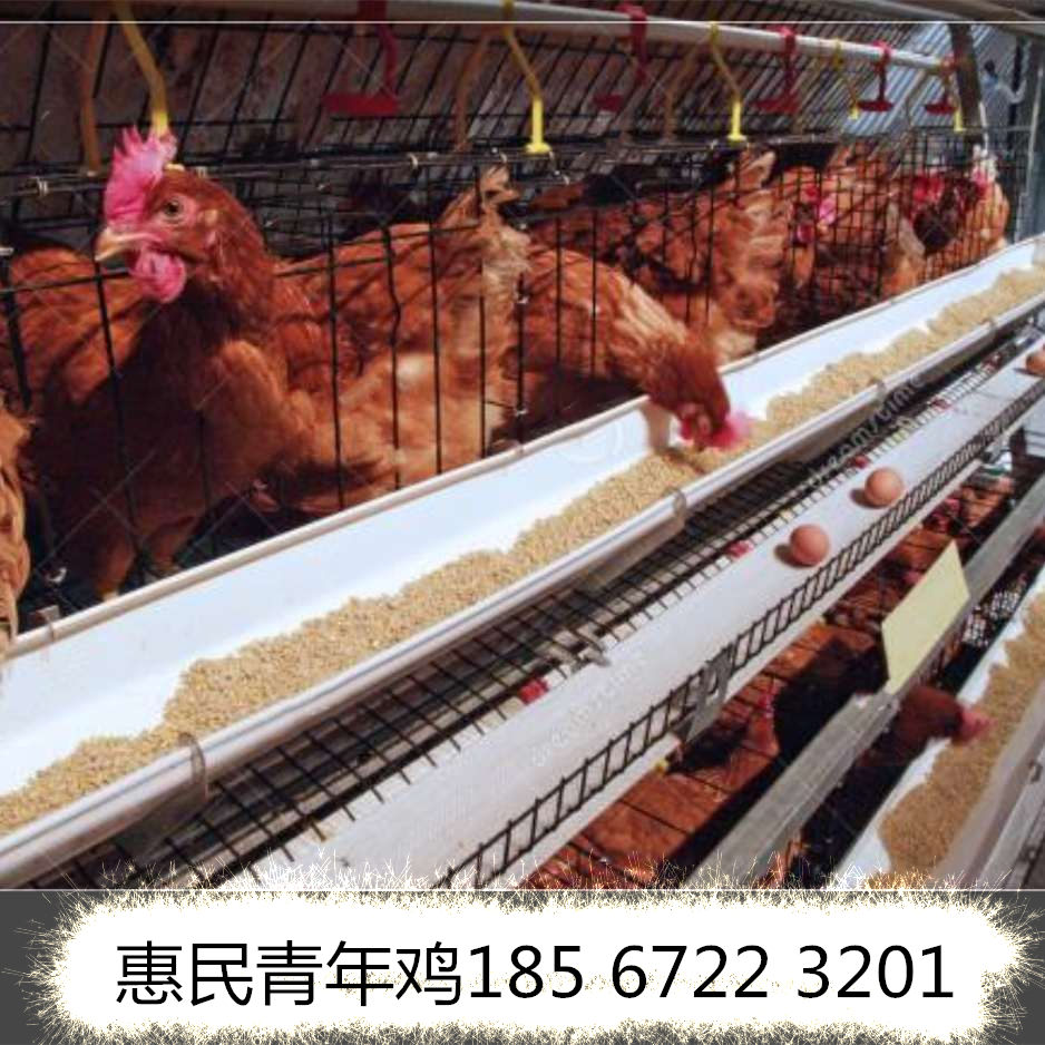 辽阳京红青年鸡价格 辽阳90日龄京红青年鸡价格