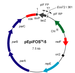 epicentre RSBC10948 RNA-Seq Barcode Primers