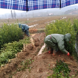 油茶苗批发哪里有,良种油茶苗,油茶树几月份栽植好