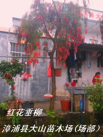 红千层，串钱柳，红色花卉乔木类