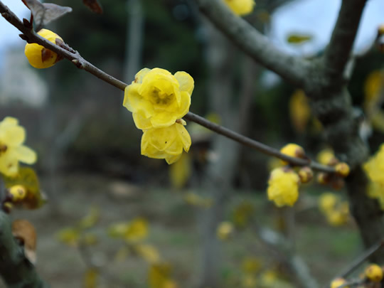 苏州腊梅花 大型腊梅树苗圃基地 别墅景观树苗批发 光福绿化苗木