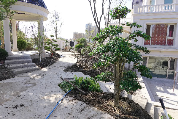 苏州别墅绿化工程 庭院苗木采购种植基地 景观绿化设计施工