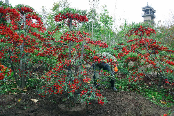 造型火棘 造型红果基地 火棘盆景 吉祥果满堂红 苏州庭院景观树