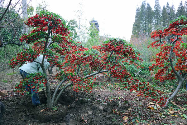 苏州火棘造型种植基地 火棘盆景 造型红果苗圃  吉祥果满堂红