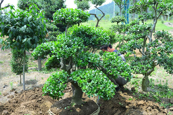 苏州造型枸骨 造型景观树种植基地 造型花木 景观绿化工程