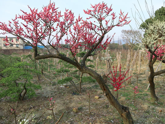 苏州梅花树种植基地 光福香雪海梅花 邓慰山梅花 苏州苗木基地