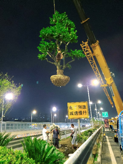 造型无刺枸骨 造型鸿运果培育基地 精品景观造型树苗圃