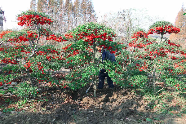 苏州火棘造型苗圃基地 造型红果  吉祥果满堂红 苏州庭院绿化