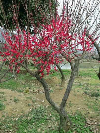 苏州梅花树苗圃基地 梅花树桩盆景 造型梅花树 别墅庭院绿化种植