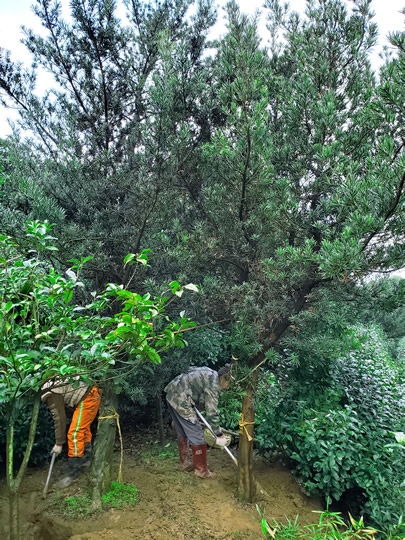 苏州罗汉松苗木基地 罗汉松苗圃 罗汉松造型树种植批发