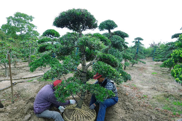 造型罗汉松 罗汉松树种植基地 罗汉松造型价格 苏州造型景观苗木