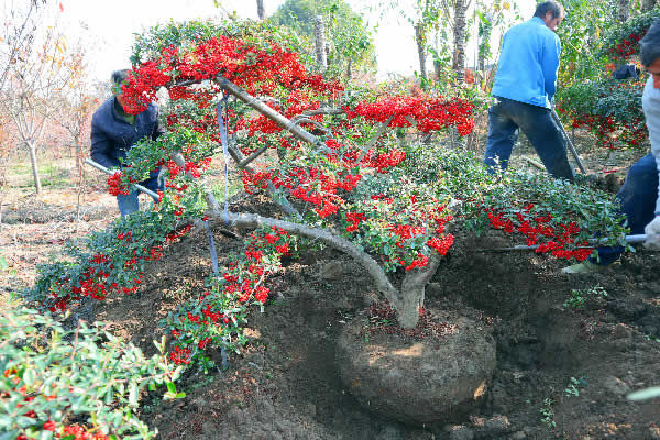 苏州造型火棘 造型红果基地 火棘盆景 苏州别墅绿化设计