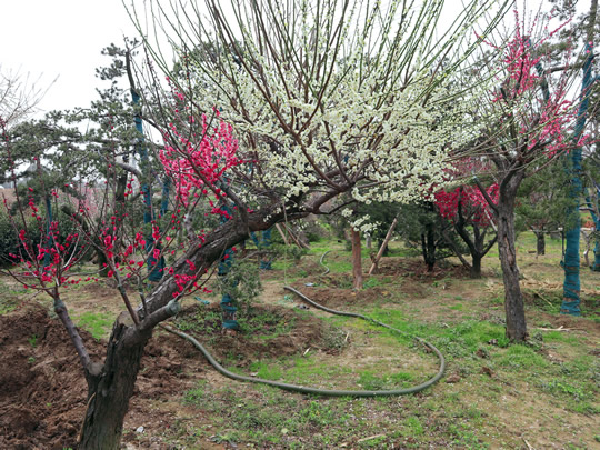 苏州光福梅花园 老梅桩盆景 精品造型树基地 梅花树苗圃